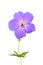 Cranesbill