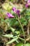 Cranesbill flower