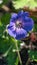 Cranesbill Flower