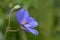 Cranesbill flower (Geranium) against green background