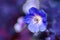 Cranesbill flower (Geranium) against a purple blue background