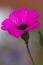 Cranesbill flower macro