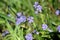 Cranesbill flowers are blooming in May