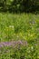 Cranesbill flowers on a summer meadow