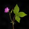 Cranesbill geranium against black