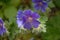 Cranesbill geranium flowers in a spring garden, selective focus,