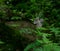 Cranesbill geranium renardii. Wild flower in the forest surrounded by wild plants and green foliage.