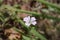 Cranesbill Rose Clair