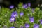 Cranesbills group of flowers in bloom, Geranium Rozanne beautiful flowering blue purple white park plant