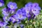 Cranesbills group of flowers, Geranium Rozanne in bloom