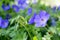 Cranesbills group of flowers, Geranium Rozanne in bloom