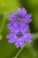 Cranesbills group of flowers, Geranium Rozanne in bloom