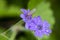 Cranesbills group of flowers, Geranium Rozanne in bloom