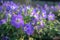 Cranesbills group of flowers, Geranium Rozanne in bloom, big bunch of flowers