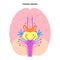 Cranial nerves diagram