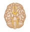 Cranial nerves / human brain