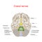 Cranial nerves. human brain and brainstem from below