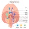 Cranial nerves. Human brain sections and its functions. Transmission