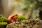 Crapaud rouge de Madagascar - Dyscophus antongilii