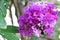 Crape Flower or Chinese crape myrtle