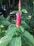 Crape ginger in garden. A hardy ginger with tough green leaves a