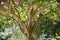 Crape Myrtle