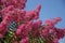 Crape myrtle, also known as Lagerstroemia indica