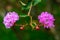 Crape myrtle, Crape flower, Indian lilac (Yi-Kheng)