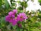 crape myrtle  crepe thailand purple flower