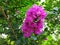 crape myrtle  crepe thailand purple flower