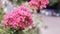 Crape Myrtle Flower With Flying Bee