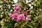 Crape Myrtle or Lagerstroemia indica deciduous tree plant with freshly open blooming pink flowers and closed flower buds
