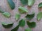 Crape-myrtle leaves on jute background - Adaxial and abaxial face