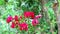 Crape myrtle pink bouquet flowers blooming in the garden and move by wind