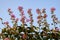 Crape-Myrtles Tree with Flowers