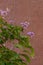 Crape-Myrtles Tree with Flowers