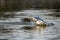 Crash landing as a seagull lands on water