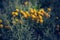 Craspedia  billy buttons flowers in garden background  closeup selective focus