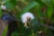 Crassocephalum crepidioides Syn. Gynura crepidioides, also called ebolo, thickhead, redflower ragleaf, or fireweed