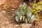 Crassula arborescens