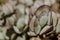 Crassula arborescens or Budding Silver Dollar Jade closeup