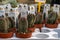 Crassula Buddhas Temple in Fira de la Candelera fair in Molins de Rei, Catalonia, Spain.