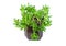 Crassula Gollum or Trumpet Finger Jade on white background