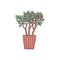 Crassula houseplant. Indoor potted plant vector outline doodle illustration.