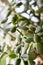 Crassula or jade plant closeup