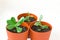 Crassula (money tree) in a pot. Watering houseplants.