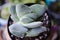 Crassula Morgans Beauty Succulent Plant