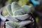 Crassula Morgans Beauty Succulent Plant