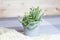 Crassula Nealeana close up, green blooming succulent plant with string type leaves in a grey pot on knitted plaid