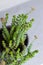 Crassula Nealeana leaves close up, rare succulent plant bloom in a grey pot, home interior decoration ideas